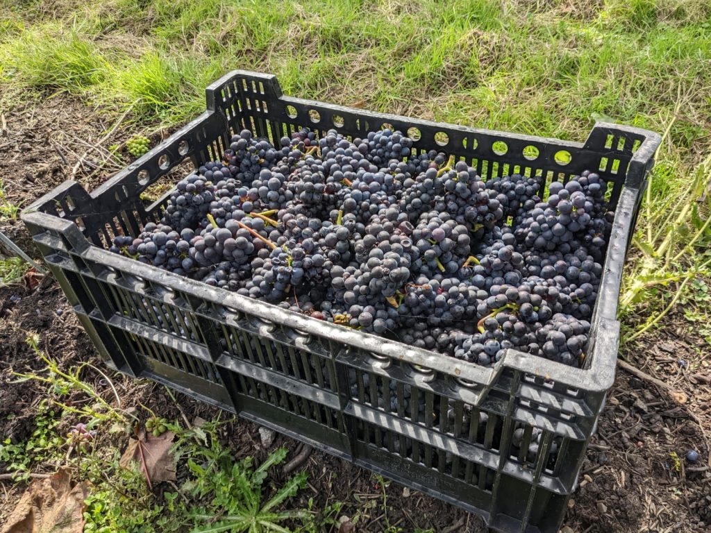 Pinot Noir grapes from Digby's Hilden vineyard (harvest 2022)