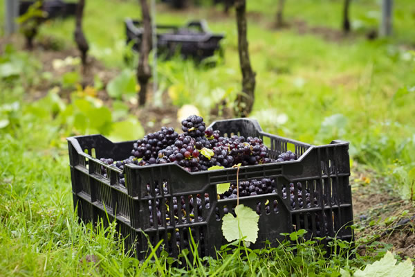 Vineyard Portfolio