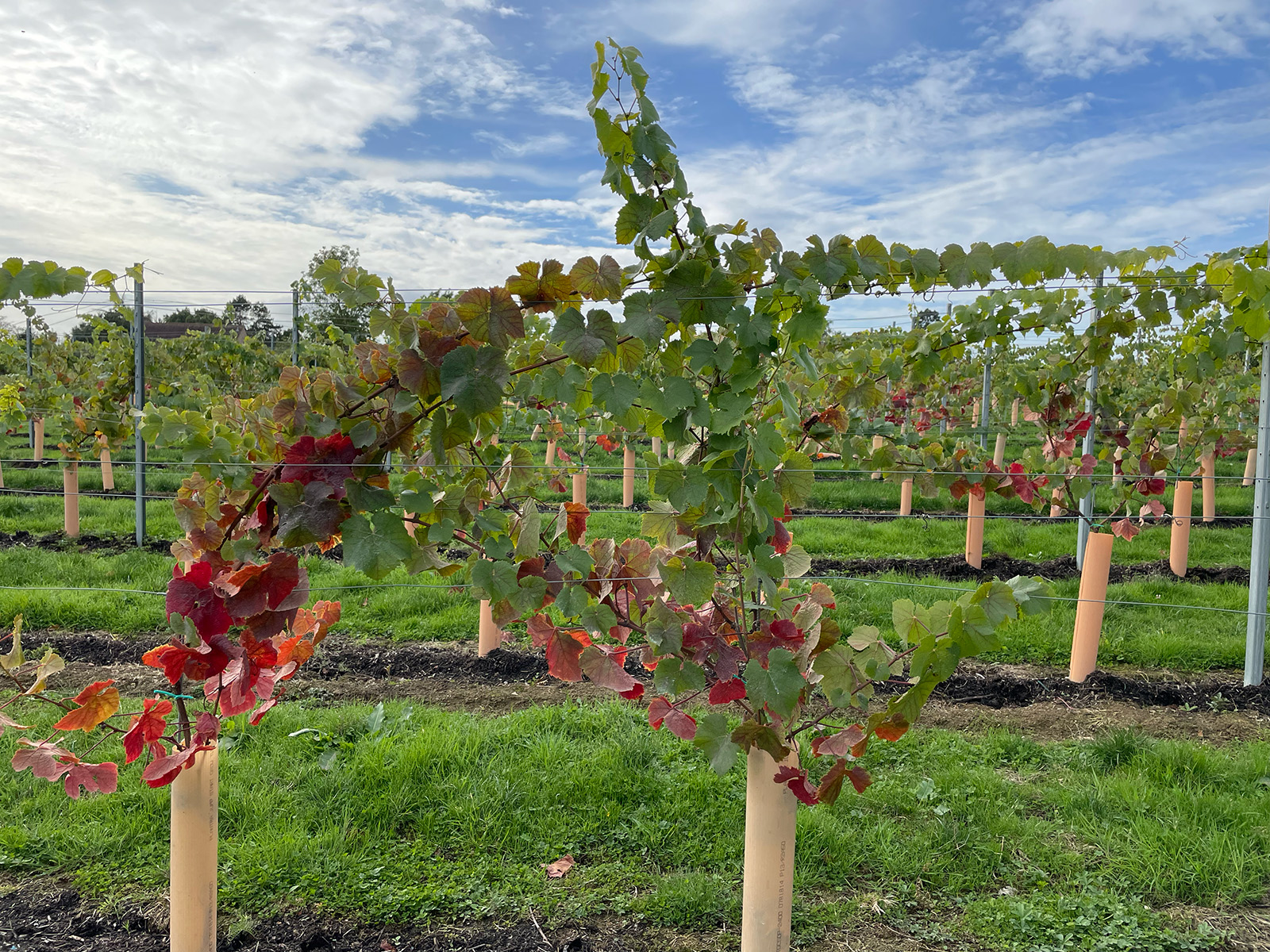 Digby Fine English Trotton Vineyard