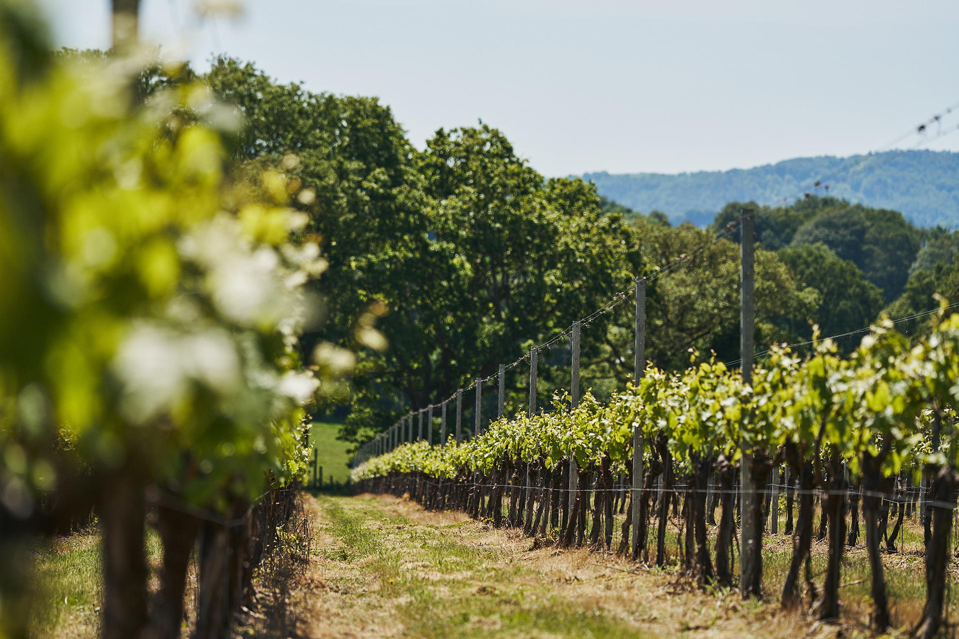 Digby Fine English Sparking Wine Vineyard